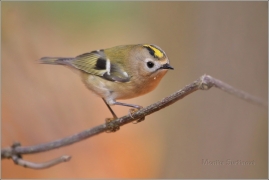 <p>KRÁLÍČEK OBECNÝ (Regulus regulus) /Goldcrest - Wintergoldhähnchen/</p>